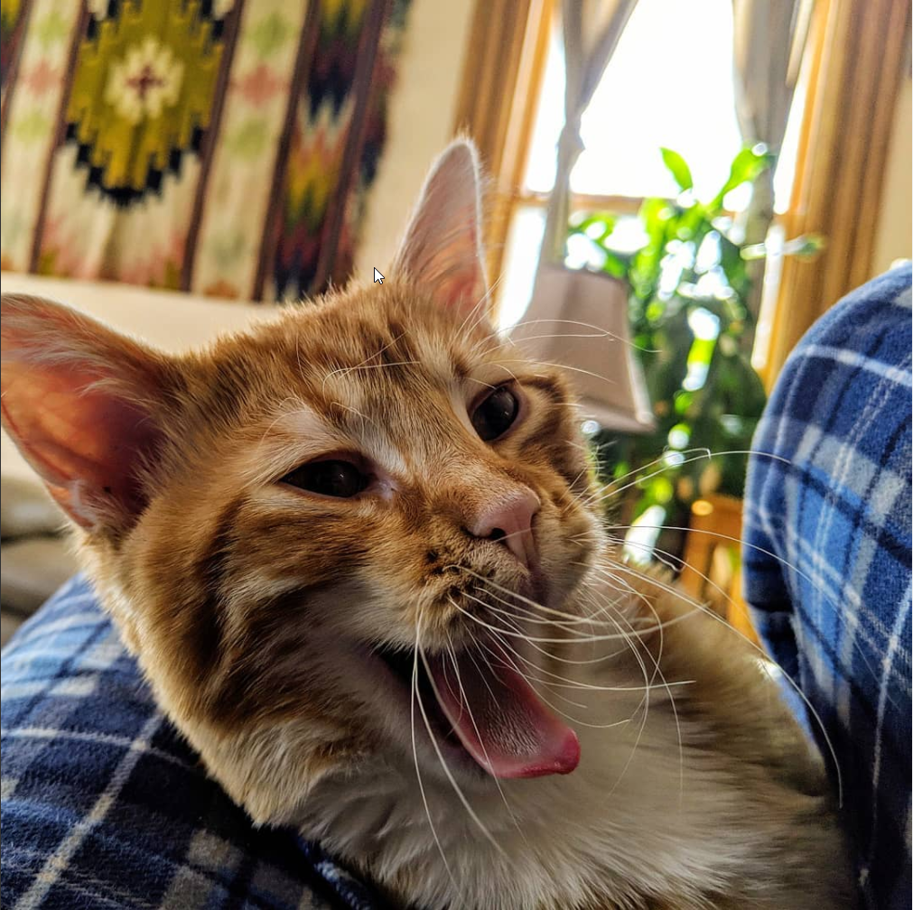 Nubi yawning